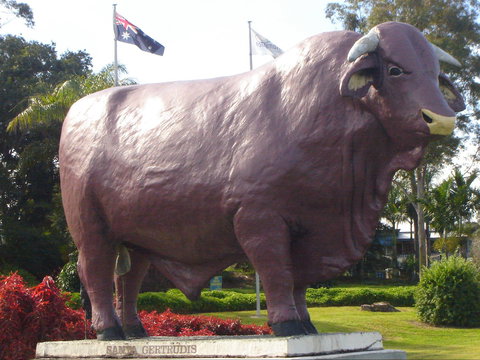 Rockhampton Bull Statues - St Kilda Accommodation 1