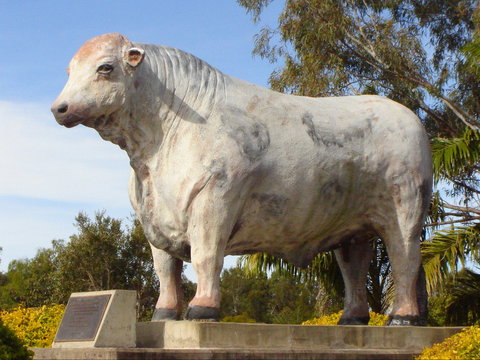 Rockhampton Bull Statues - St Kilda Accommodation 2