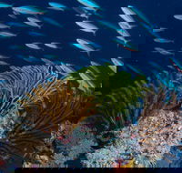 Southern Small Detached Reef Dive Site - St Kilda Accommodation