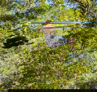 TreeTop Crazy Rider - St Kilda Accommodation