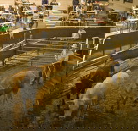 Wagga Wagga Livestock Marketing Centre - St Kilda Accommodation