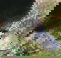 Warrawong Wildlife Sanctuary