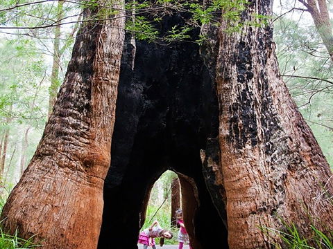 Ancient Empire Walk, Valley Of The Giants - St Kilda Accommodation 0