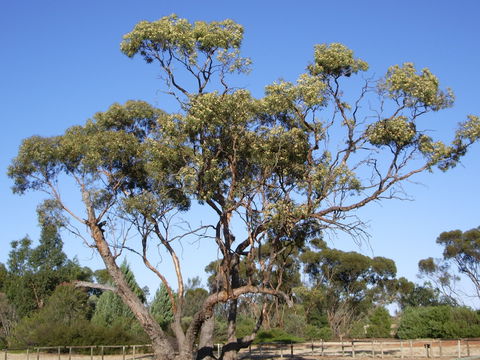 Australian Inland Botanic Gardens - St Kilda Accommodation 1