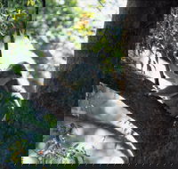 Daisy Hill - St Kilda Accommodation