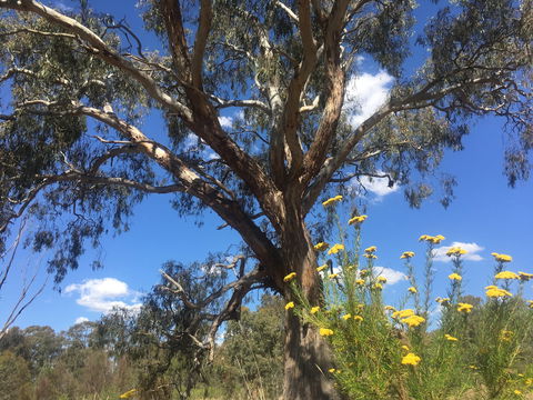 Euroa Arboretum - St Kilda Accommodation 0