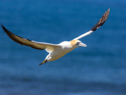 Gannets In Portland - St Kilda Accommodation 1