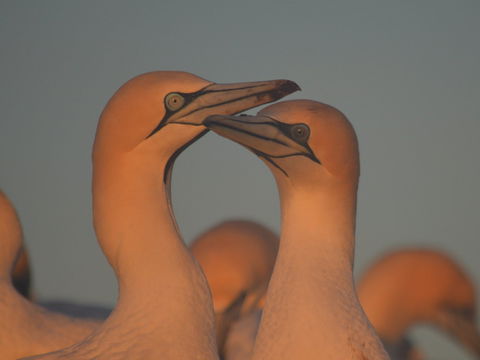 Gannets In Portland - St Kilda Accommodation 2
