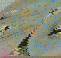 Jorgey's Patch Dive Site - St Kilda Accommodation