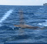 Minyama - St Kilda Accommodation