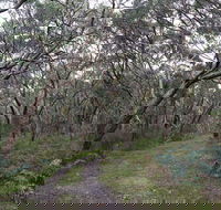 Pink Line and Loop Trail - Mountain Biking - St Kilda Accommodation
