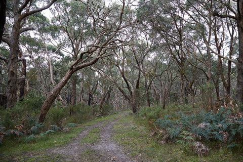 Pink Line And Loop Trail - Mountain Biking - St Kilda Accommodation 0
