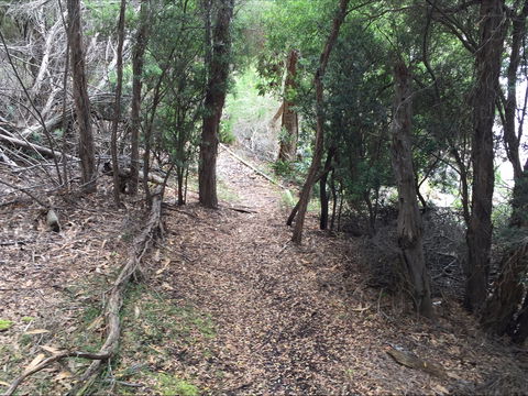 The Lady Barron Foreshore Walk - St Kilda Accommodation 1