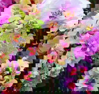 Tinonee Orchid Nursery - St Kilda Accommodation