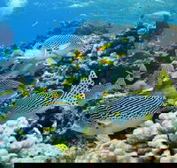 Twin Peaks Dive Site - St Kilda Accommodation