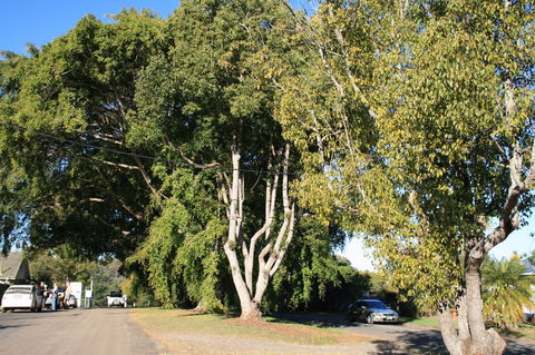 Anzac Avenue Memorial Trees, Beerburrum - St Kilda Accommodation 0
