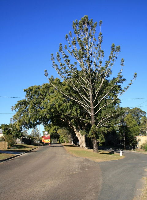 Anzac Avenue Memorial Trees, Beerburrum - St Kilda Accommodation 1