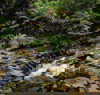 Budderoo National Park - St Kilda Accommodation