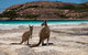Cape Le Grand National Park - thumb 0
