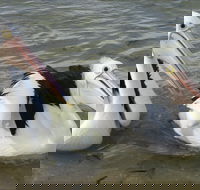 Chinaman Wells - St Kilda Accommodation