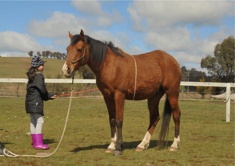 Horses Teaching Humans - St Kilda Accommodation 2