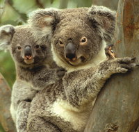 Koalas in Gunnedah - St Kilda Accommodation