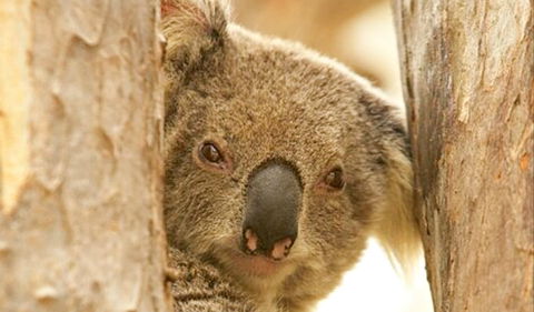 Koala Reserve - St Kilda Accommodation 0
