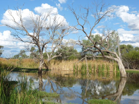 Lagoon Creek - St Kilda Accommodation 0