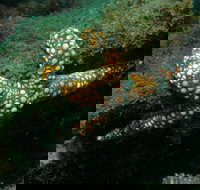 Mudjimba Old Woman Island Dive Site - St Kilda Accommodation