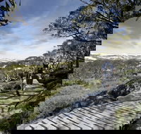 Snow Gums boardwalk - St Kilda Accommodation