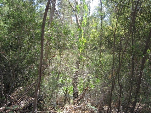 Wangaratta Common Nature Conservation Reserve - St Kilda Accommodation 0