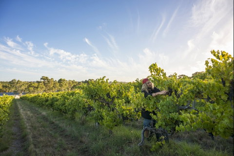 Mclaren Vale - St Kilda Accommodation 0