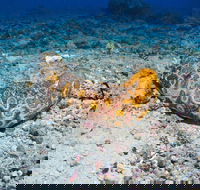 Two Towers Dive Site - St Kilda Accommodation
