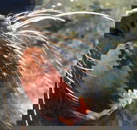 Narooma and Tilba Valley Private Tour - St Kilda Accommodation