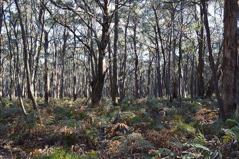 Six Foot Track - St Kilda Accommodation 3