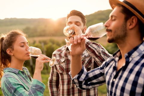 All-inclusive Morning Wine Tour In Orange - St Kilda Accommodation 0