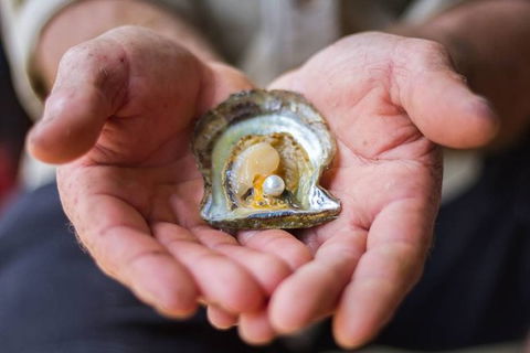 Australian Pearl Experience & Kangaroo Encounter Day Trip From Sydney - St Kilda Accommodation 3