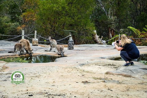 Australian Pearl Experience & Kangaroo Encounter Day Trip From Sydney - St Kilda Accommodation 4