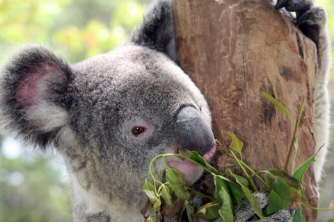 Private 10-hour Tour To Blue Mountains From Sydney - Hotel Pick Up & Drop Off - St Kilda Accommodation 2