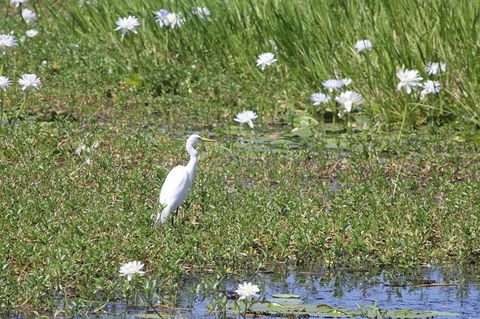 Jumping Crocs & Nature Adventure Cruise From Darwin - St Kilda Accommodation 1