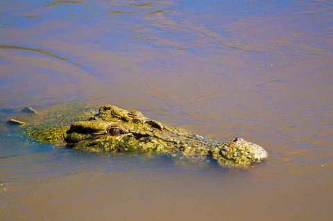 Jumping Crocs & Nature Adventure Cruise From Darwin - St Kilda Accommodation 9