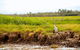 Jumping Crocs & Nature Adventure Cruise From Darwin - thumb 4