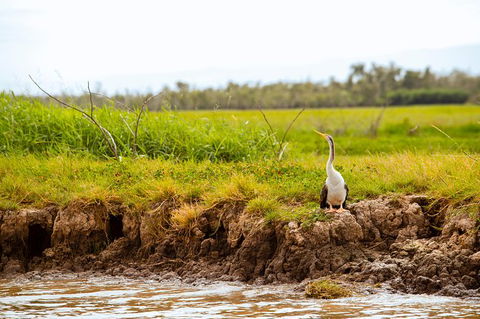 Jumping Crocs & Nature Adventure Cruise From Darwin - St Kilda Accommodation 4