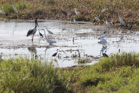 Jumping Crocs & Nature Adventure Cruise From Darwin - St Kilda Accommodation 7