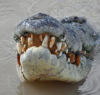 Jumping Crocodile Day Trip from Darwin - St Kilda Accommodation