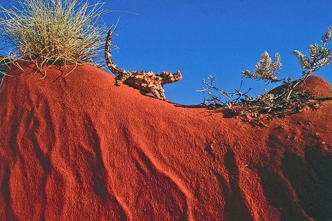 Alice Springs, Uluru Ayers Rock & Kings Canyon 8 Days Touring Package - St Kilda Accommodation 4