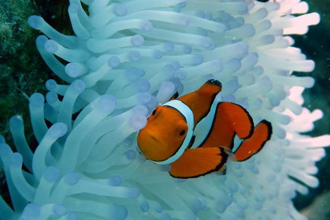 Seastar Luxury Outer Great Barrier Reef Island And Reef Tour From Cairns - St Kilda Accommodation 8