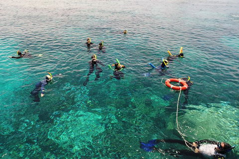 Seastar Luxury Outer Great Barrier Reef Island And Reef Tour From Cairns - St Kilda Accommodation 7