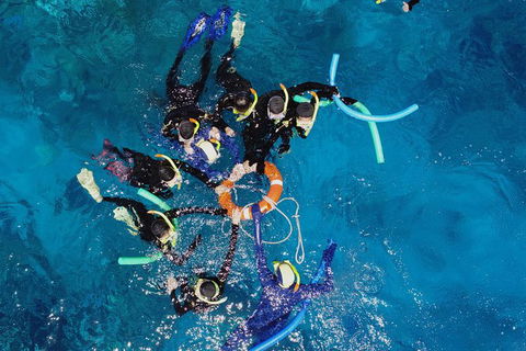 Seastar Luxury Outer Great Barrier Reef Island And Reef Tour From Cairns - St Kilda Accommodation 6