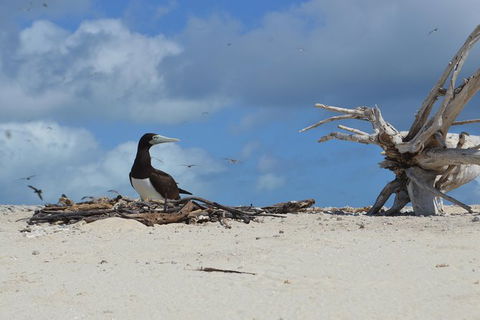 Seastar Luxury Outer Great Barrier Reef Island And Reef Tour From Cairns - St Kilda Accommodation 10